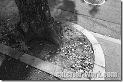 マンホールより太い根元 DSC02882