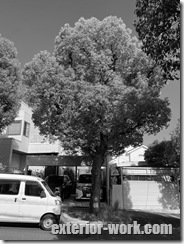 幹回り150cm 10m超の街路樹クスノキ IMG_5825